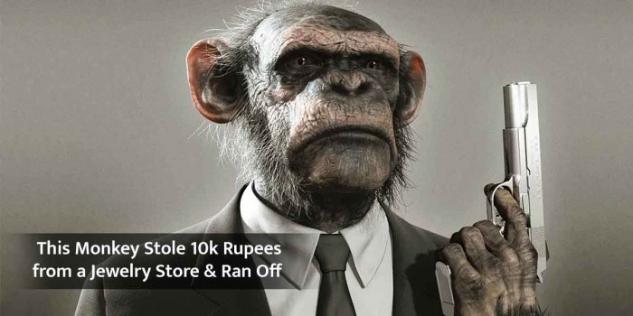 [Watch] This Monkey Stole 10k Rupees from a Jewelry Store & Ran Off 